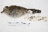  ( - MACN-Or-ct 4282)  @11 [ ] Copyright (2015) MACN Museo Argentino de Ciencias Naturales, Bernardino Rivadavia