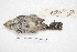  ( - MACN-Or-ct 4282)  @11 [ ] Copyright (2015) MACN Museo Argentino de Ciencias Naturales, Bernardino Rivadavia
