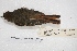  ( - MACN-Or-ct 4285)  @12 [ ] Copyright (2015) MACN Museo Argentino de Ciencias Naturales, Bernardino Rivadavia
