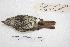  ( - MACN-Or-ct 4285)  @12 [ ] Copyright (2015) MACN Museo Argentino de Ciencias Naturales, Bernardino Rivadavia