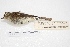  ( - MACN-Or-ct 4295)  @13 [ ] Copyright (2015) MACN Museo Argentino de Ciencias Naturales, Bernardino Rivadavia