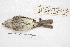  ( - MACN-Or-ct 4295)  @12 [ ] Copyright (2015) MACN Museo Argentino de Ciencias Naturales, Bernardino Rivadavia