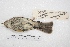  ( - MACN-Or-ct 4297)  @12 [ ] Copyright (2015) MACN Museo Argentino de Ciencias Naturales, Bernardino Rivadavia