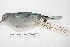  ( - MACN-Or-ct 4299)  @13 [ ] Copyright (2015) MACN Museo Argentino de Ciencias Naturales, Bernardino Rivadavia