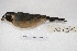 ( - MACN-Or-ct 4300)  @13 [ ] Copyright (2015) MACN Museo Argentino de Ciencias Naturales, Bernardino Rivadavia