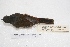 ( - MACN-Or-ct 4308)  @12 [ ] Copyright (2015) MACN Museo Argentino de Ciencias Naturales, Bernardino Rivadavia