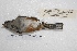  ( - MACN-Or-ct 4308)  @12 [ ] Copyright (2015) MACN Museo Argentino de Ciencias Naturales, Bernardino Rivadavia