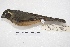  ( - MACN-Or-ct 4309)  @13 [ ] Copyright (2015) MACN Museo Argentino de Ciencias Naturales, Bernardino Rivadavia