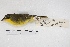  ( - MACN-Or-ct 4311)  @13 [ ] Copyright (2015) MACN Museo Argentino de Ciencias Naturales, Bernardino Rivadavia