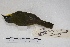  ( - MACN-Or-ct 4315)  @13 [ ] Copyright (2015) MACN Museo Argentino de Ciencias Naturales, Bernardino Rivadavia