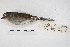  ( - MACN-Or-ct 4319)  @12 [ ] Copyright (2015) MACN Museo Argentino de Ciencias Naturales, Bernardino Rivadavia