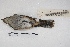  ( - MACN-Or-ct 4319)  @12 [ ] Copyright (2015) MACN Museo Argentino de Ciencias Naturales, Bernardino Rivadavia
