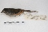 (Poospiza lateralis - MACN-Or-ct 4321)  @13 [ ] Copyright (2015) MACN Museo Argentino de Ciencias Naturales, Bernardino Rivadavia