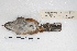  ( - MACN-Or-ct 4321)  @12 [ ] Copyright (2015) MACN Museo Argentino de Ciencias Naturales, Bernardino Rivadavia