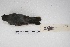  ( - MACN-Or-ct 4323)  @13 [ ] Copyright (2015) MACN Museo Argentino de Ciencias Naturales, Bernardino Rivadavia