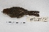  ( - MACN-Or-ct 4329)  @11 [ ] Copyright (2015) MACN Museo Argentino de Ciencias Naturales, Bernardino Rivadavia