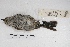  ( - MACN-Or-ct 4329)  @11 [ ] Copyright (2015) MACN Museo Argentino de Ciencias Naturales, Bernardino Rivadavia