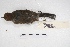  ( - MACN-Or-ct 4352)  @11 [ ] Copyright (2015) MACN Museo Argentino de Ciencias Naturales, Bernardino Rivadavia