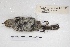  ( - MACN-Or-ct 4352)  @11 [ ] Copyright (2015) MACN Museo Argentino de Ciencias Naturales, Bernardino Rivadavia