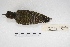 ( - MACN-Or-ct 4363)  @11 [ ] Copyright (2015) MACN Museo Argentino de Ciencias Naturales, Bernardino Rivadavia