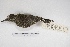  ( - MACN-Or-ct 4363)  @11 [ ] Copyright (2015) MACN Museo Argentino de Ciencias Naturales, Bernardino Rivadavia