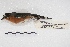  ( - MACN-Or-ct 4381)  @13 [ ] Copyright (2015) MACN Museo Argentino de Ciencias Naturales, Bernardino Rivadavia