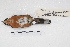  ( - MACN-Or-ct 4381)  @12 [ ] Copyright (2015) MACN Museo Argentino de Ciencias Naturales, Bernardino Rivadavia