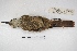  ( - MACN-Or-ct 4488)  @12 [ ] Copyright (2015) MACN Museo Argentino de Ciencias Naturales, Bernardino Rivadavia