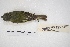  ( - MACN-Or-ct 4502)  @12 [ ] Copyright (2015) MACN Museo Argentino de Ciencias Naturales, Bernardino Rivadavia