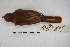  ( - MACN-Or-ct 4509)  @13 [ ] Copyright (2015) MACN Museo Argentino de Ciencias Naturales, Bernardino Rivadavia