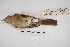  ( - MACN-Or-ct 4509)  @12 [ ] Copyright (2015) MACN Museo Argentino de Ciencias Naturales, Bernardino Rivadavia