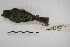  ( - MACN-Or-ct 4513)  @12 [ ] Copyright (2015) MACN Museo Argentino de Ciencias Naturales, Bernardino Rivadavia