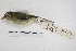  ( - MACN-Or-ct 4513)  @12 [ ] Copyright (2015) MACN Museo Argentino de Ciencias Naturales, Bernardino Rivadavia