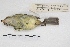  ( - MACN-Or-ct 4513)  @12 [ ] Copyright (2015) MACN Museo Argentino de Ciencias Naturales, Bernardino Rivadavia
