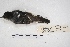  ( - MACN-Or-ct 4514)  @12 [ ] Copyright (2015) MACN Museo Argentino de Ciencias Naturales, Bernardino Rivadavia