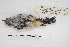  ( - MACN-Or-ct 4514)  @12 [ ] Copyright (2015) MACN Museo Argentino de Ciencias Naturales, Bernardino Rivadavia
