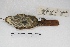  ( - MACN-Or-ct 4530)  @11 [ ] Copyright (2015) MACN Museo Argentino de Ciencias Naturales, Bernardino Rivadavia