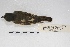  ( - MACN-Or-ct 4532)  @12 [ ] Copyright (2015) MACN Museo Argentino de Ciencias Naturales, Bernardino Rivadavia