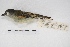  ( - MACN-Or-ct 4532)  @12 [ ] Copyright (2015) MACN Museo Argentino de Ciencias Naturales, Bernardino Rivadavia