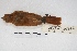  ( - MACN-Or-ct 4533)  @12 [ ] Copyright (2015) MACN Museo Argentino de Ciencias Naturales, Bernardino Rivadavia
