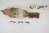  ( - MACN-Or-ct 4533)  @12 [ ] Copyright (2015) MACN Museo Argentino de Ciencias Naturales, Bernardino Rivadavia