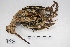  ( - MACN-Or-ct 4534)  @11 [ ] Copyright (2016) MACN Museo Argentino de Ciencias Naturales, Bernardino Rivadavia