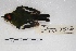  ( - MACN-Or-ct 4589)  @12 [ ] Copyright (2015) MACN Museo Argentino de Ciencias Naturales, Bernardino Rivadavia