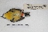  ( - MACN-Or-ct 4589)  @12 [ ] Copyright (2015) MACN Museo Argentino de Ciencias Naturales, Bernardino Rivadavia