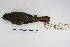  ( - MACN-Or-ct 4798)  @12 [ ] Copyright (2015) MACN Museo Argentino de Ciencias Naturales, Bernardino Rivadavia