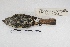 ( - MACN-Or-ct 4798)  @12 [ ] Copyright (2015) MACN Museo Argentino de Ciencias Naturales, Bernardino Rivadavia
