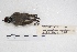  ( - MACN-Or-ct 4822)  @11 [ ] Copyright (2015) MACN Museo Argentino de Ciencias Naturales, Bernardino Rivadavia