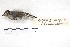  ( - MACN-Or-ct 4822)  @11 [ ] Copyright (2015) MACN Museo Argentino de Ciencias Naturales, Bernardino Rivadavia