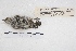  ( - MACN-Or-ct 4822)  @11 [ ] Copyright (2015) MACN Museo Argentino de Ciencias Naturales, Bernardino Rivadavia