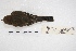  ( - MACN-Or-ct 4827)  @13 [ ] Copyright (2015) MACN Museo Argentino de Ciencias Naturales, Bernardino Rivadavia